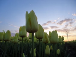 Keukenhof (69)